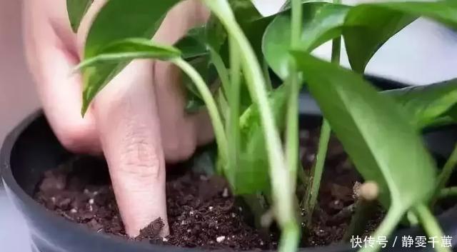 一招教你把旧土变新土，再也不用花钱买营养土种花了