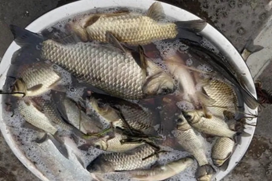 冬天太冷,大板鲫难道就不吃钩?果断尝试这3招,一竿一条上不停