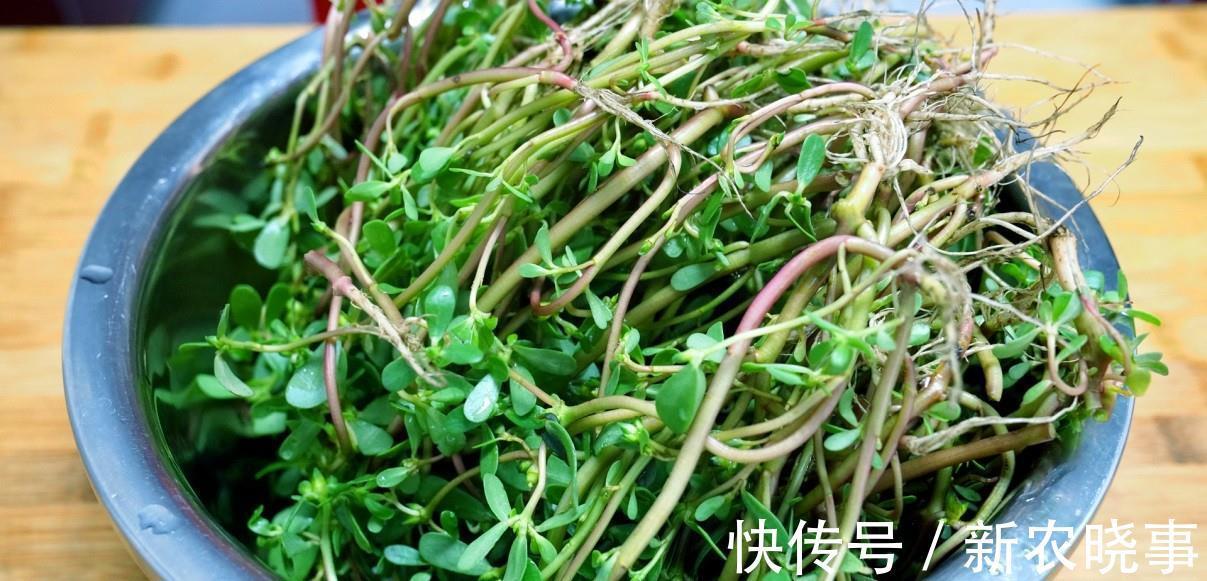 长命菜|遇到此菜我从不还价,碰运气才能买到,简单一做,就是一道特色菜