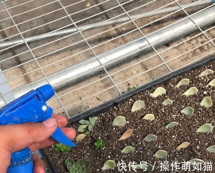 秋天来了,为了多肉的健康生长,快把你的多肉送上断头台吧