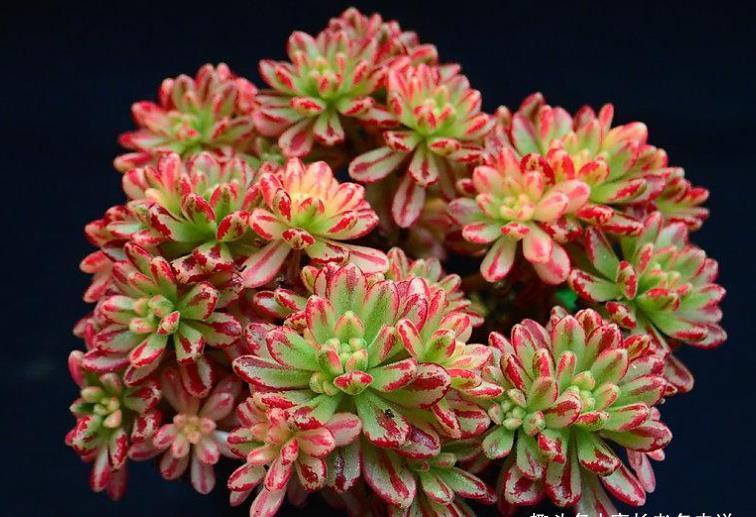 法师|喜欢带深色条纹的法师系多肉？我只知道这些品种，你还能补充吗？