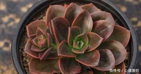 深色系的冷门多肉植物巧克力方砖,养出状态其实挺好看!