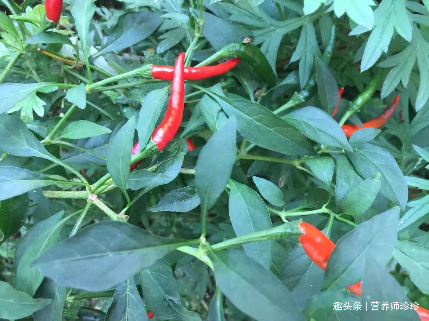 餐桌|3种叶子，以前没人吃，现在成了农民餐桌上的美食，你们可吃过