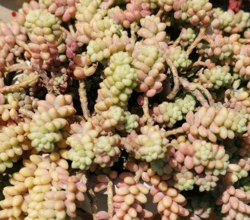 生根|适合夏天养的多肉,养一盆“爆”一盆,生根特快