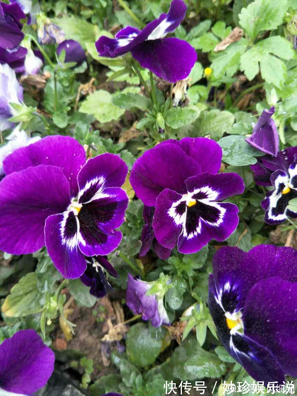 虞美人|秋天是养草花的季节,12种草花现在播种,俩月就能开花