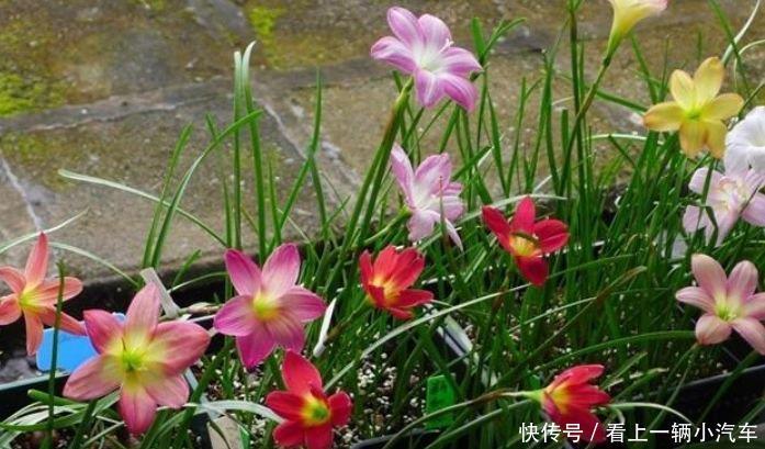 家里就养4种花,一年四季开花不断,富贵吉祥好运来!