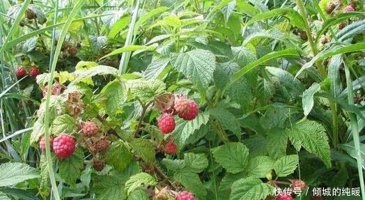 山里隨處可見的野果,為什么這么被中醫看重?