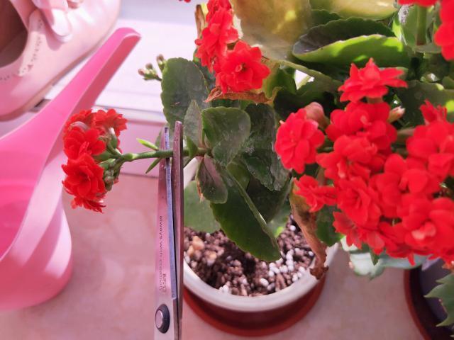 11月，长寿花容易“饿”，10天喂1勺“粉末”，开花大半年！