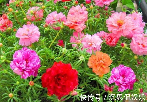 耐性|喜欢养花却没耐性,不如选这个品种,不用太精心也能开一片花