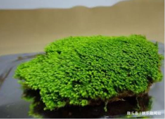 到墙脚挖点青苔做盆栽,没想到养出了微景观,太漂亮了