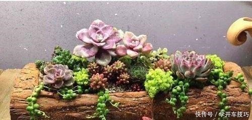 花盆|大妈养花一分钱没花,花和花盆都是“捡的”,真是让人想不到!