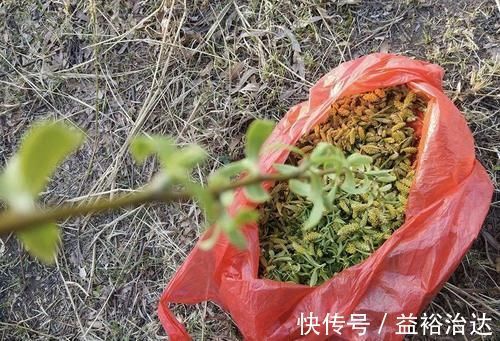 救命粮|一种树上野菜,古时是救命粮,如今路边常见,很多人见过没吃过