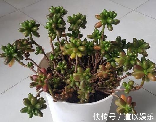 多肉虹之玉长气生根,该如何对症解决学着这么办好减少伤亡