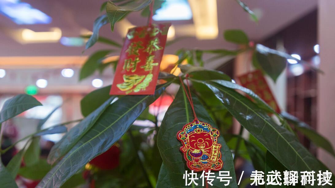 4种树,花开富贵“好兆头”,难得一见,看看你家有吗?