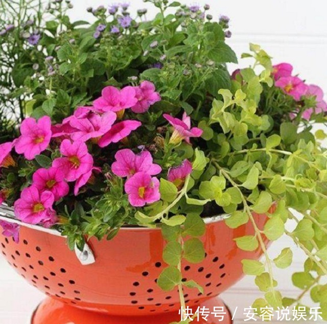 老婆用家里的废弃家具种花，朋友看到惊呆了