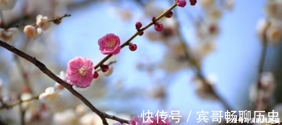 暗香浮动月|众多的咏梅诗里,只有这一首写出不一样的梅花,从而成为千古名篇