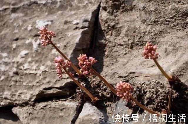 写真|长在石头缝里的开花植物，遇见一棵你就发大财了，来看看你见过吗