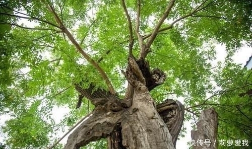 梧桐树|家里种树,讲究大,5种树旺宅,3种树不能栽,你知道是什么吗?