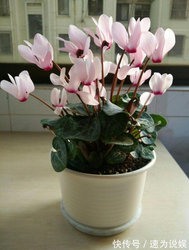 此5种植物,堪称“净化利器”,好养又好看,绿萝只能排第4