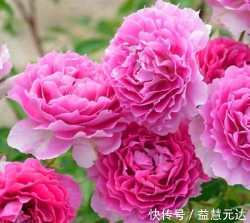 矮牵牛|3种花，越掐长越旺，一盆开出300朵，层层交叠，花开看不见叶