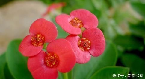 这花号称“开花机器”,花开全年“不停歇”,叶绿花红似“蝴蝶”