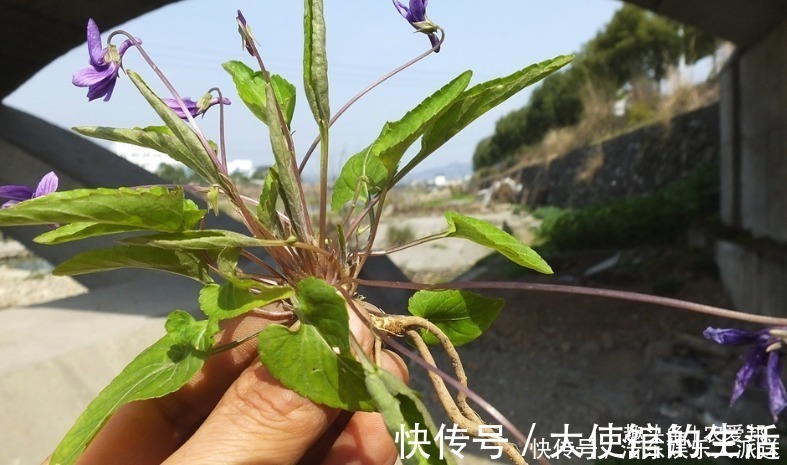 紫花|夏天到农村玩时，见到这种野草，记得一定要采摘一些回来！