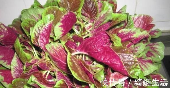 香菜|虽然吃蔬菜很好,但是孕妇应该远离这五种蔬菜子宫里的婴儿不喜欢它们