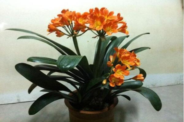 老花农养君子兰的秘诀，根再也不烂了，叶子变得油亮开花多！