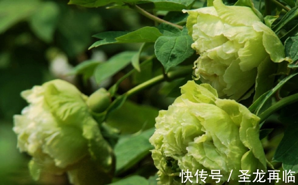 养花也要养“独特”品种,这些“绿颜色”的花就不错,喜欢可以养