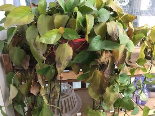  南向阳台|绿萝冬天养，就怕放错位置，室内3处地方要避开