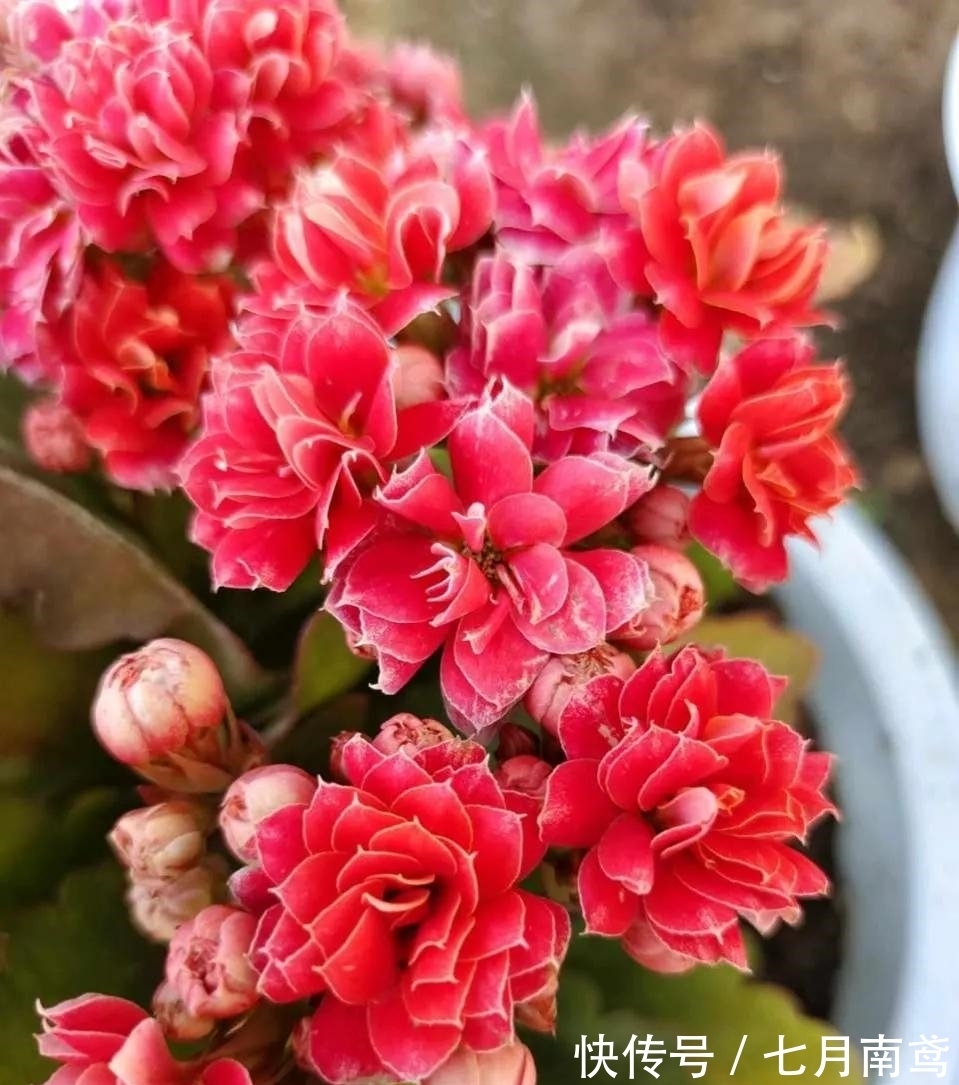 让长寿花复花,“喷、剪、晒”同步进行,1个月花苞挤满盆!