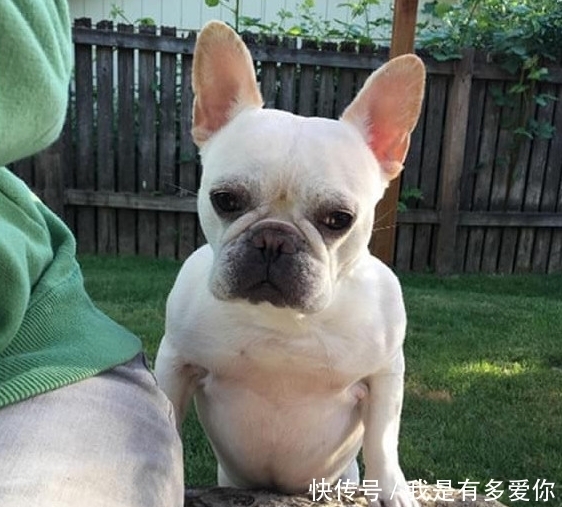 国外一只斗牛犬竟和它相爱 主人为了俩货 居然做出这种事 天合乐学帮助家长发现孩子的更多可能