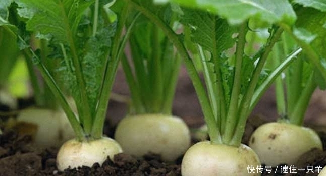 这种野菜长得像萝卜 在古代作为军粮 名字也很有趣吃 诸葛菜 全网搜