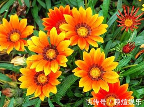 这些菊花是天然的香水,开花后比香水还香,耐寒耐旱易成活