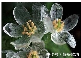 世界上长相最怪异的植物, 不仅长得像人也像各种动物