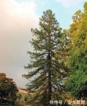 阳台上|虽对植物王国最靓的仔没有定论，但最高和最大的仔却是公认的！