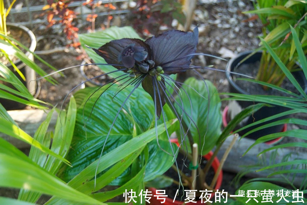 特别小众的13种奇特观赏盆栽，适合养在桌面上，看着都想养几盆