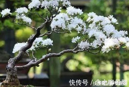 这三种植物最适合做“盆景”,高端上档次,有钱人的最爱