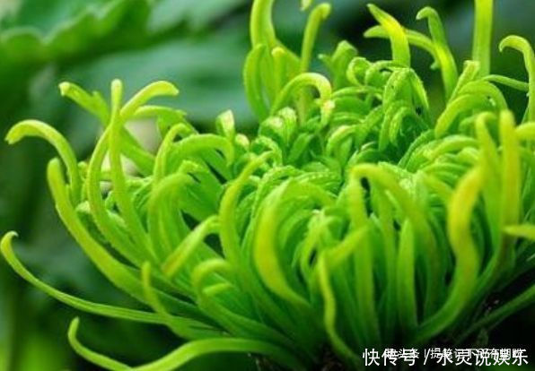 名菊|喜欢牡丹,不如养“优良名菊”绿朝云,花似惊鸿起舞,晶莹碧绿