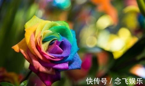 用人工|喜欢养花,不如养盆名流千秋,花朵硕大,颜色娇艳