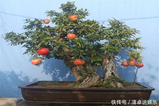 这3种果树养成盆景,放在家里观花结果两不误,寓意极好都很喜欢