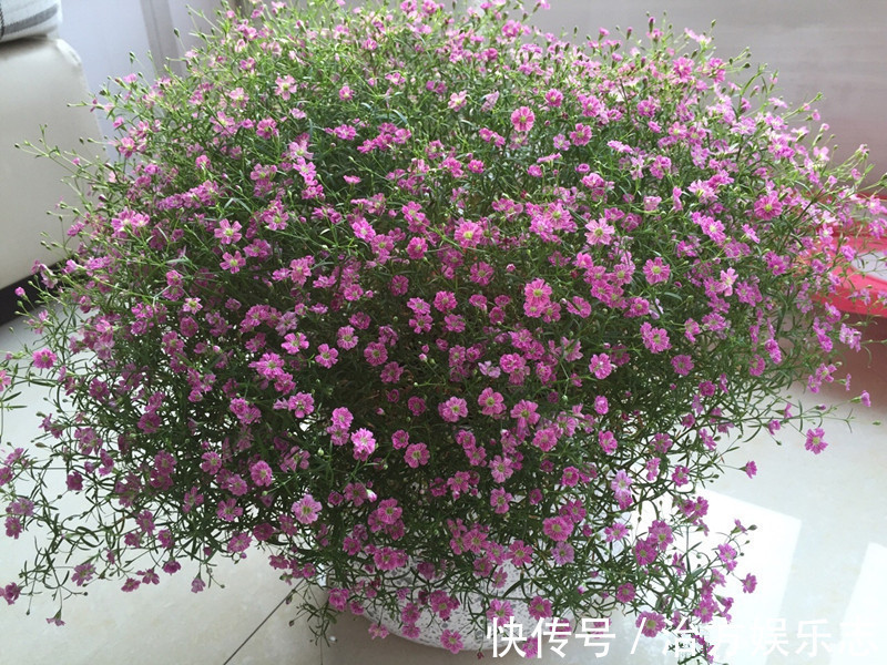 繁星点点|仙气十足，漂亮不输玫瑰花，扦插就能活，这种盆栽花，值得拥有
