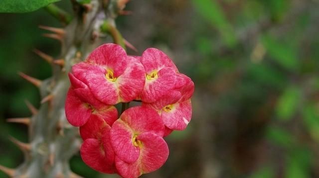 不停|养花还用操心这5种花你肯定没养,一年四季开不停