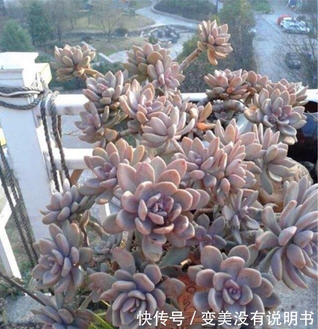 格调|3种最容易养成悬崖桩的多肉,养护简单色彩绚烂,高贵大气有格调!