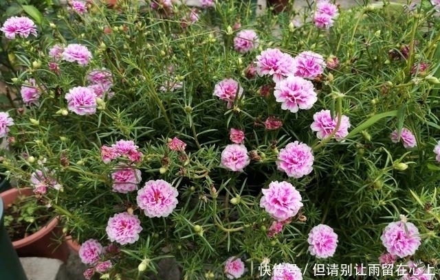 适合|一种很耐热的花,适合夏天养,花美似牡丹,三季开花,是盆栽佳品