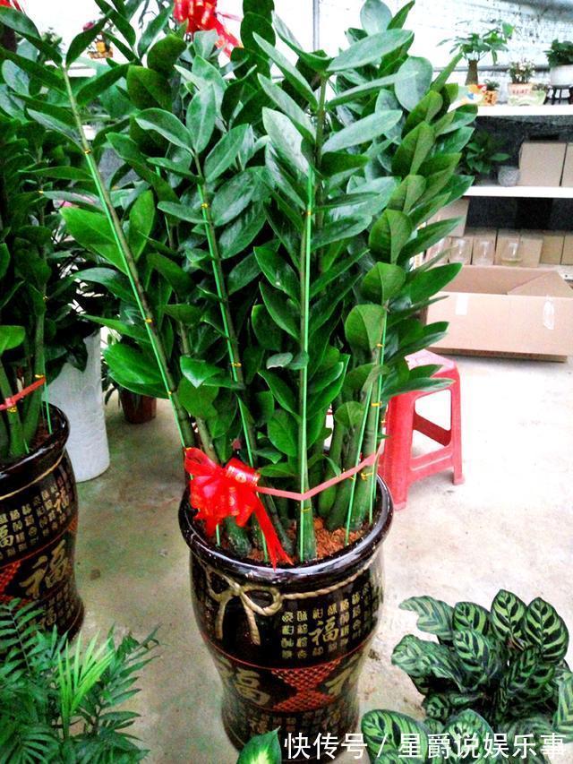 花草|6种花盆,不适合养花,难怪长势不好,扔了吧