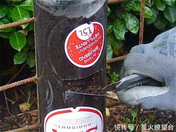 种菜|用废弃塑料瓶玩立体种植,既美味又美观