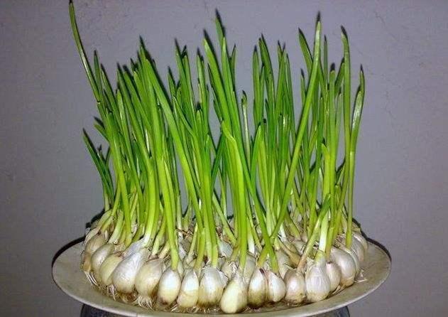 大蒜上下切两刀,找个废油桶埋进去,大蒜苗割一茬长一茬