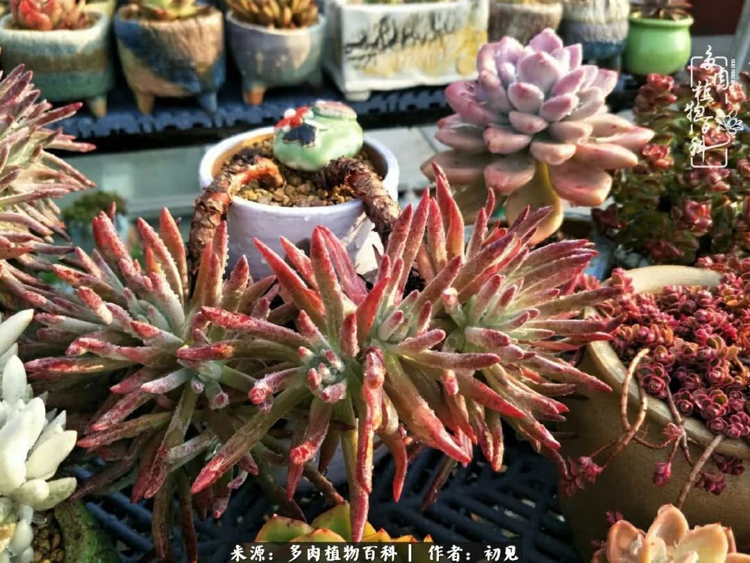 养多肉四周年，从初见到爱恋！幸福一直藏在浅薄的日子里！