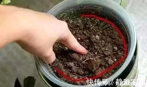 什么花生壳、柳树皮都不如这“2种肥”,盆里埋一点,养啥都爆盆!